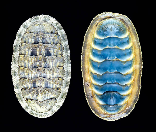 Chiton squamosus, Chitonidae