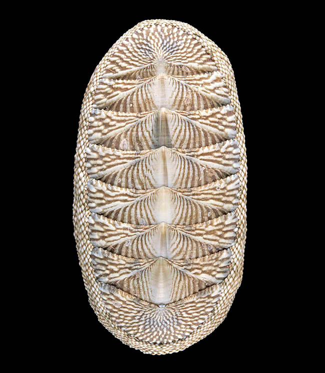 Chiton tuberculatus, Chitonidae Chiton tuberculatus, Chitonidae