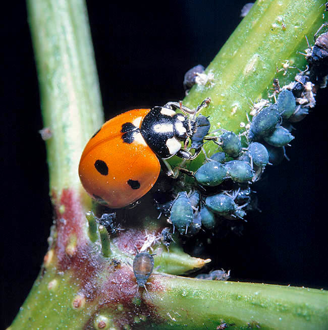 Coccinella septempunctata - Monaco Nature Encyclopedia