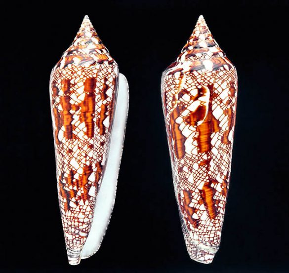 Conus bengalensis Monaco Nature Encyclopedia