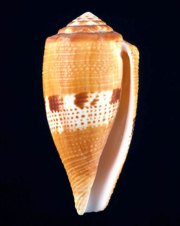 Conus coccineus Monaco Nature Encyclopedia