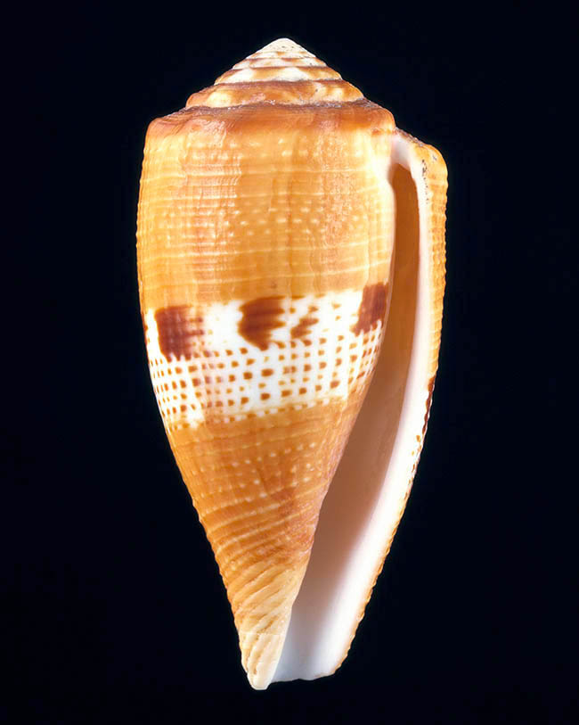 Conus coccineus, Conidae