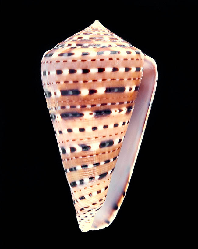 Conus genuanus, Conidae