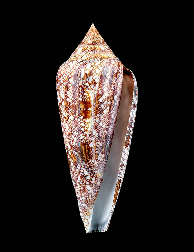 Conus gloriamaris, Conidae