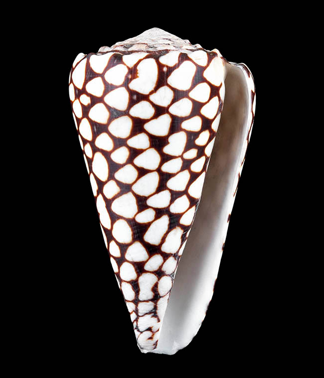 Conus marmoreus, Conidae