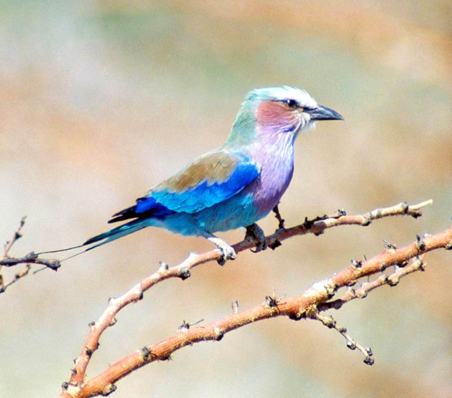 Coracias caudatus, Coraciidae, Lilac-breasted roller