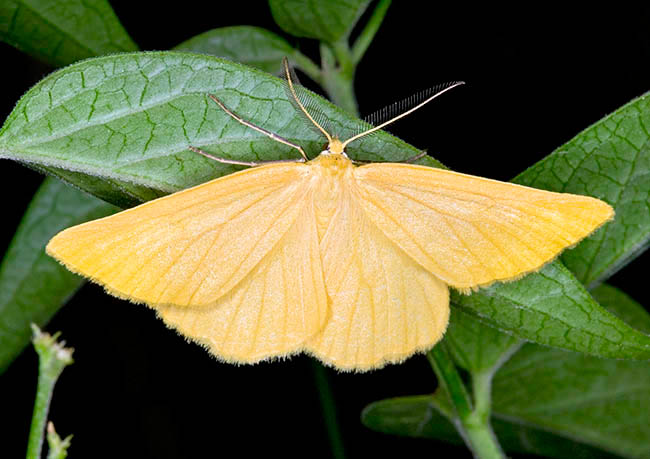 Crocota tinctaria, Geometridae