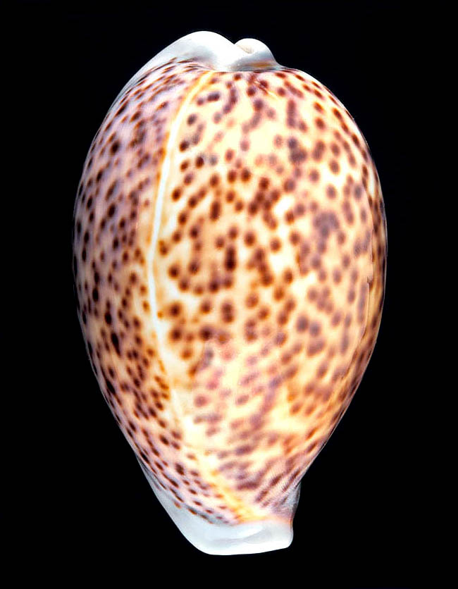 Cypraea pantherina, Cypraeidae