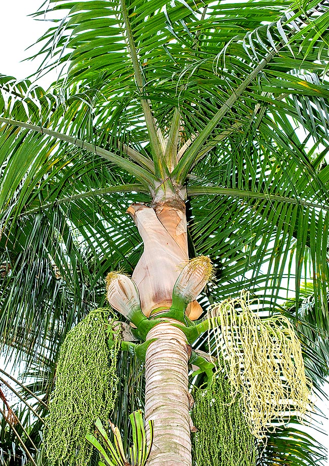 Deckenia nobilis est endémique aux Seychelles où elle peut atteindre une hauteur de 30 m © Giuseppe Mazza