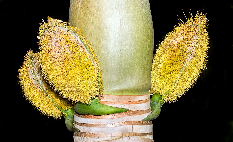 Vistosas espatas espinosas protegen a las inflorescencias. Es considerada una de las más ornamentales palmeras © Giuseppe Mazza