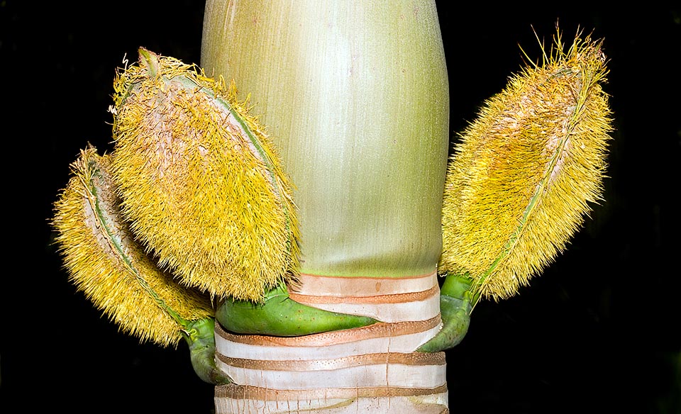 Ce palmier est considéré comme l’un des plus ornementaux. De spathes épineux protègent les inflorescences © Giuseppe Mazza