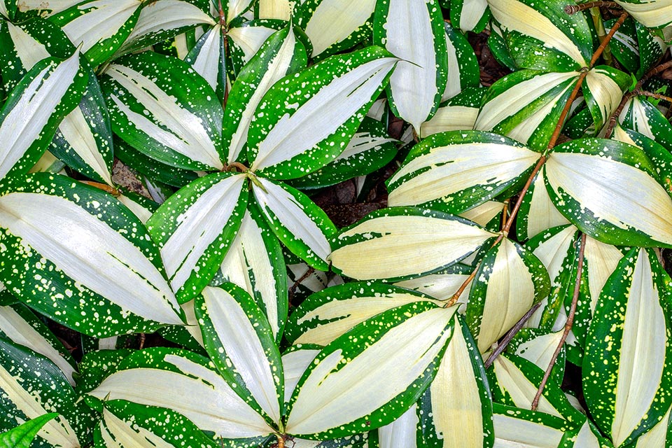 Dracaena surculosa , Asparagaceae, Milky Way