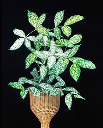 Dracaena surculosa - Monaco Nature Encyclopedia