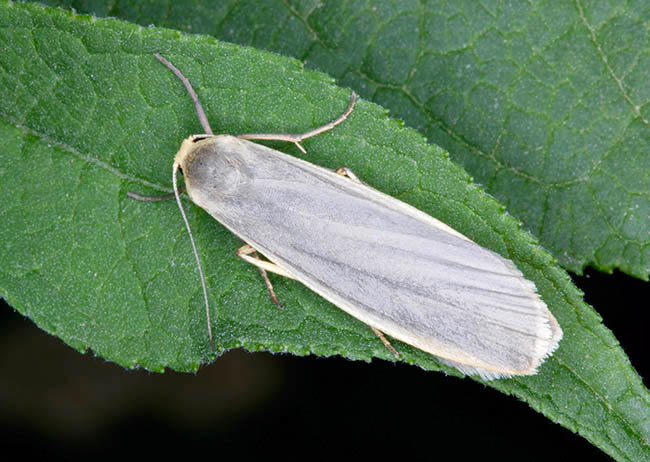 Eilema caniola, Hoary footman, Arctiidae