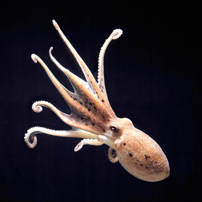 Eledone moschata, Moscardino, Cephalopoda, Octopodidae Eledone moschata, Moscardino, Cephalopoda, Octopodidae