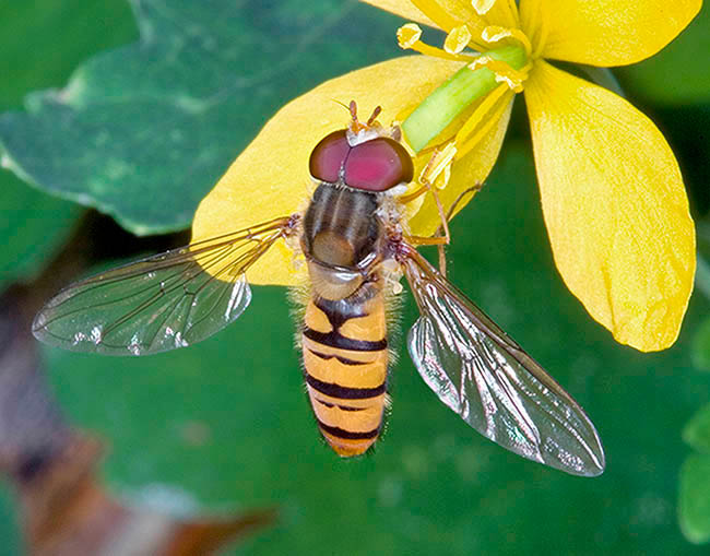 Episyrphus balteatus, Syrphidae, syrphe ceinturé