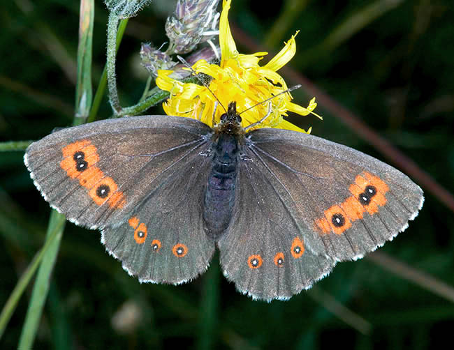 Erebia aethiops, Nymphalidae