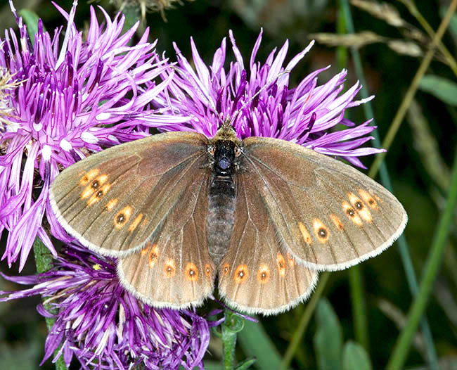 Erebia alberganus, Nymphalidae