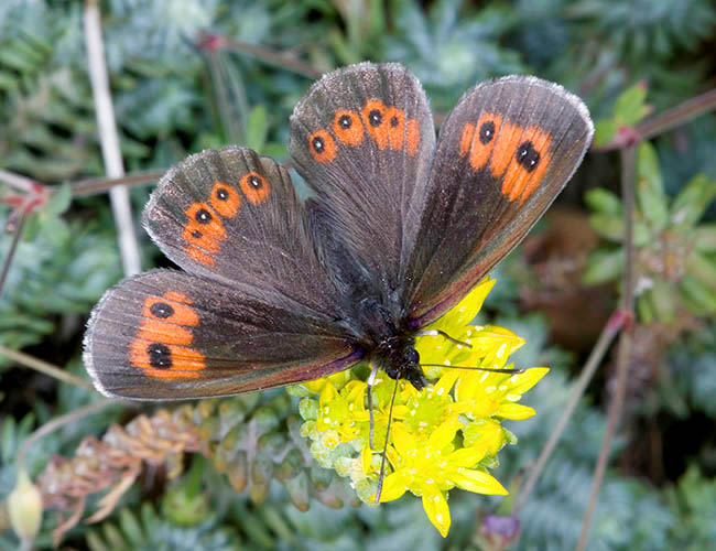 Erebia euryale, Nymphalidae