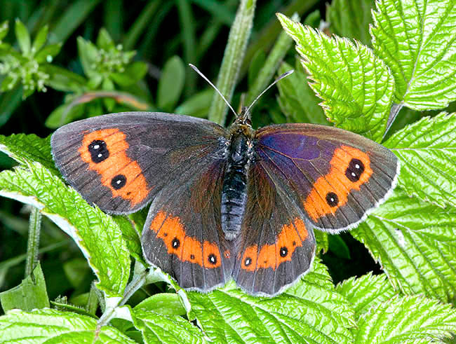 Erebia ligea, Nymphalidae