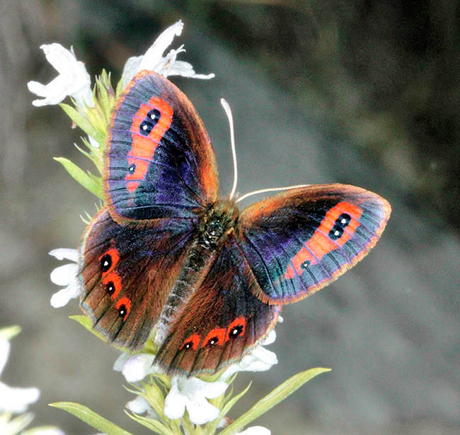 Erebia neoridas, autumn ringlet, Nymphalidae