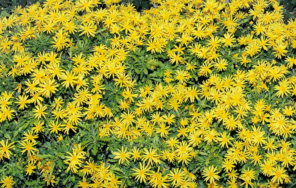 L’Euryops chrysanthemoides ha una lunga fioritura ed una notevole resistenza alla siccità e al caldo © Giuseppe Mazza