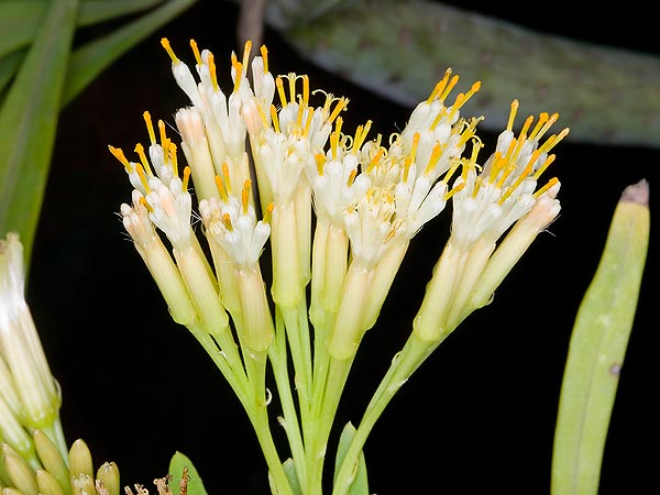 Kleinia nerifolia