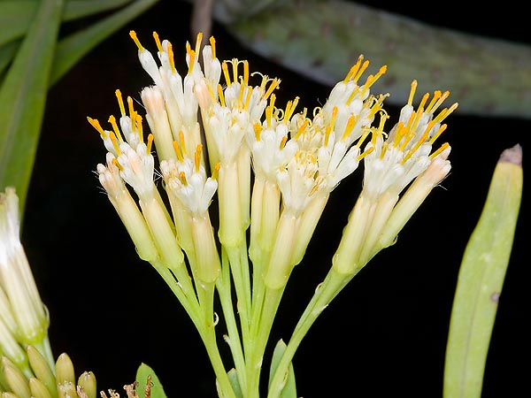 Kleinia nerifolia Odd looking flowers