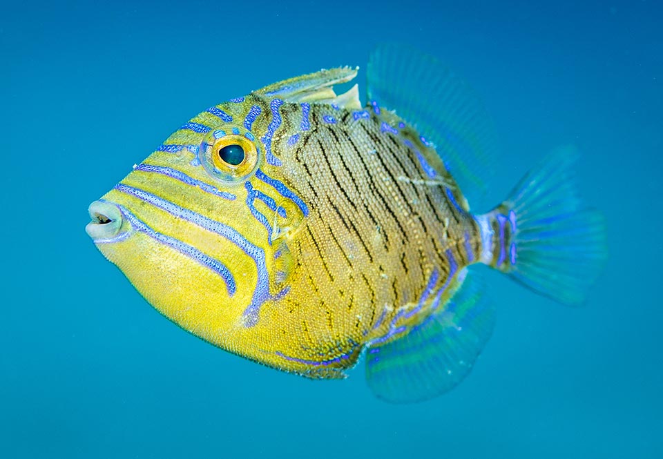 Initially the juveniles are grey or silvery with yellowish reflections and dark mimetic punctuation. Then they progressively assume the adults’ drawings and livery. Here we can already note on the back the characteristic erectile trigger formed by three spines, but the dorsal fin and the anal are still very different and the caudal fin is rounded