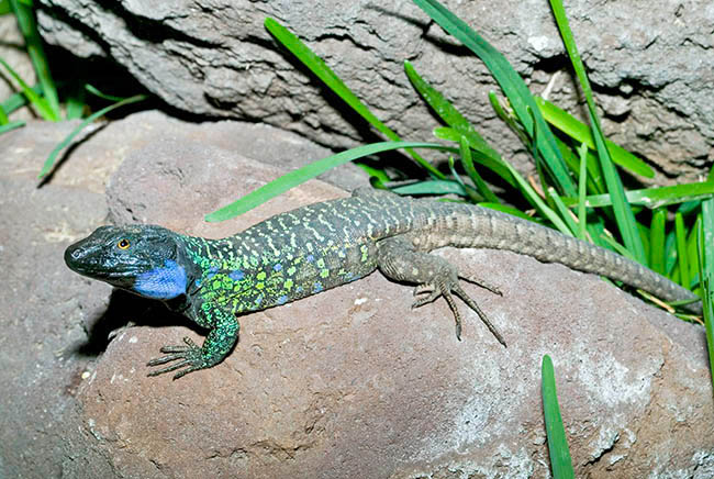 Gallotia galloti, Lacertidae, Lagarto de Canarias occidental, Lagarto tizón