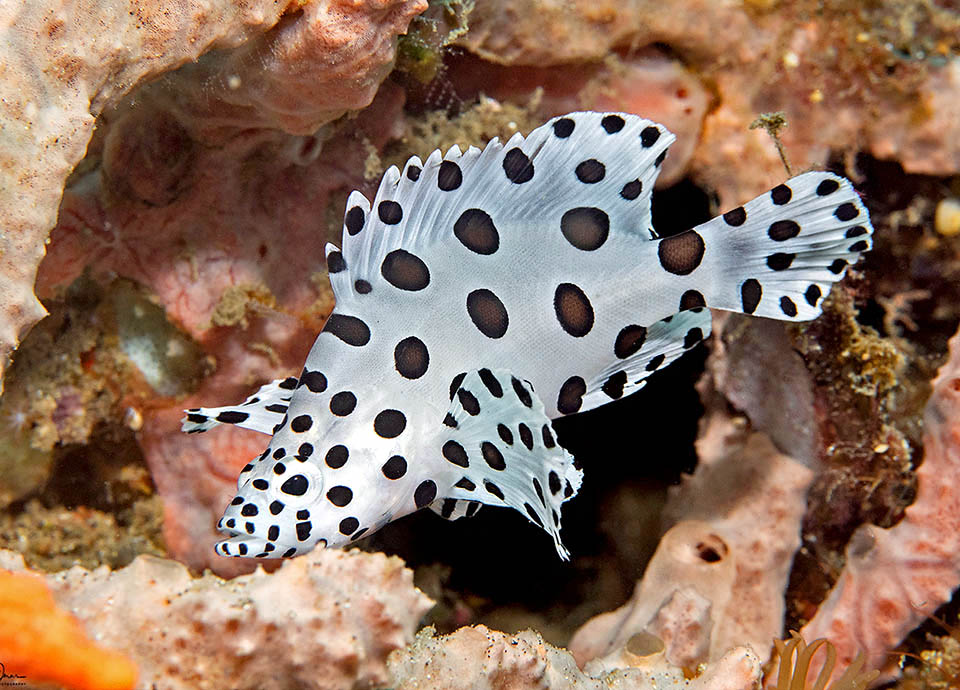 Los juveniles de Cromileptes altivelis son casi blancos con grandes manchas oscuras.