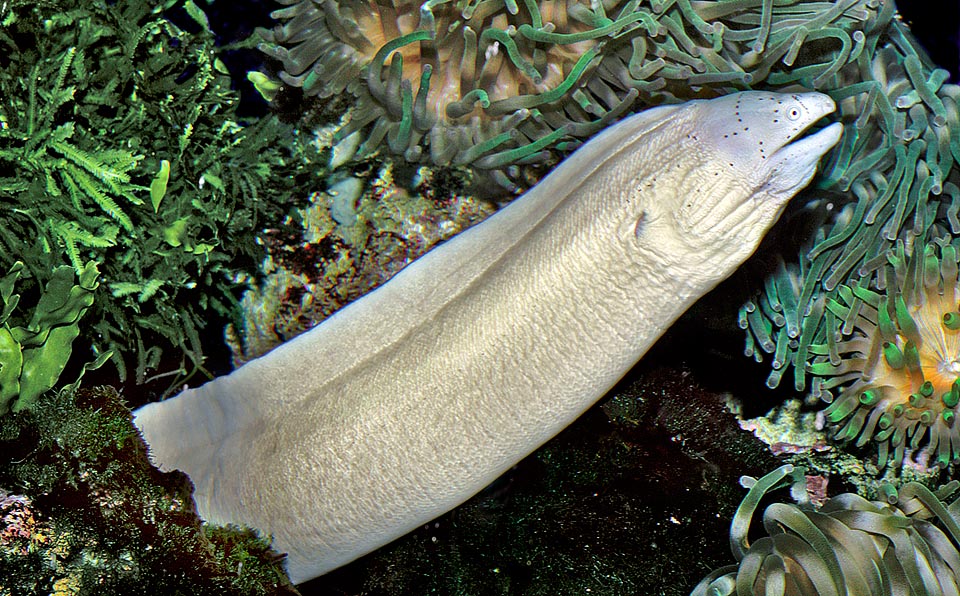 Gymnothorax griseus est une murène hermaphrodite simultanée présente dans l’Océan Indien et la Mer Rouge © Giuseppe Mazza