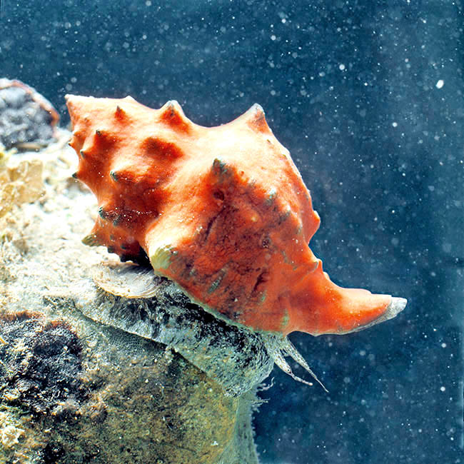 Hexaplex trunculus, Muricidae Hexaplex trunculus, Muricidae