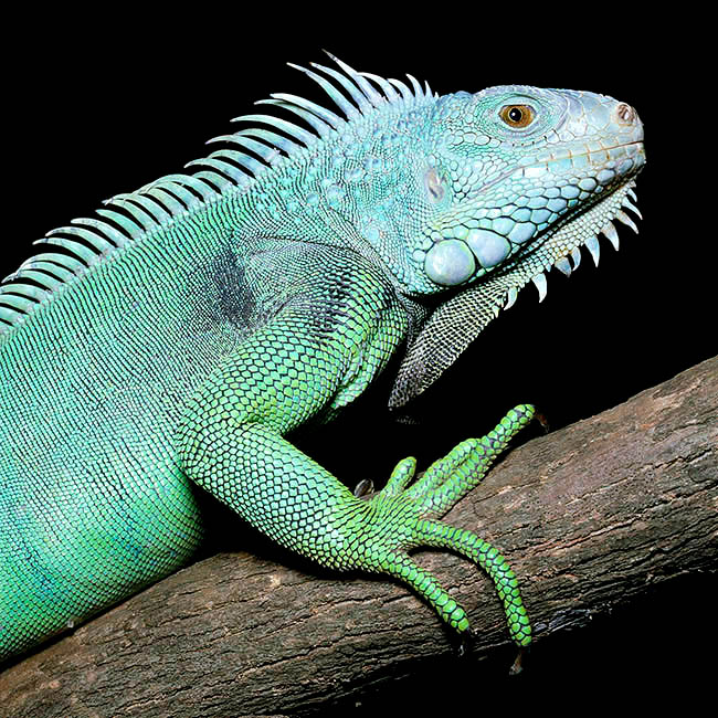 Iguana iguana, Iguanidae, iguana común, iguana verde