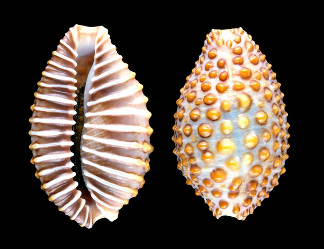 Jenneria pustulata, Ovulidae