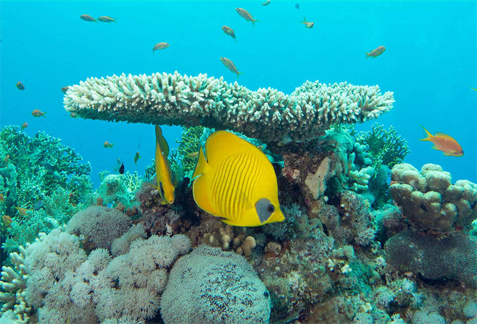 Un couple sous les coraux du genre Acropora, qui les rassurent, avec leurs ramifications épineuses, des attaques provenant du dessus 