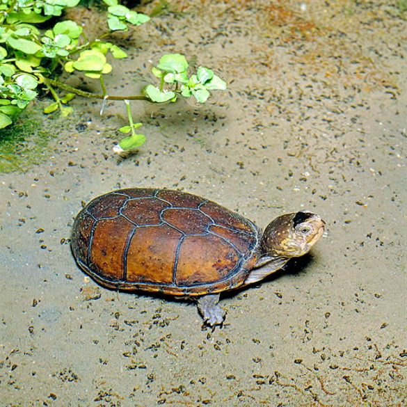 Kinosternon subrubrum Monaco Nature Encyclopedia