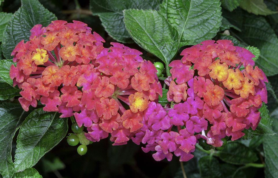 Lantana camara