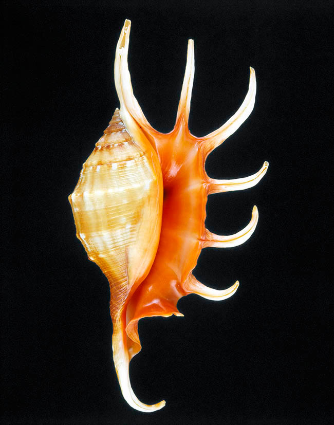 Lambis crocata, Strombidae