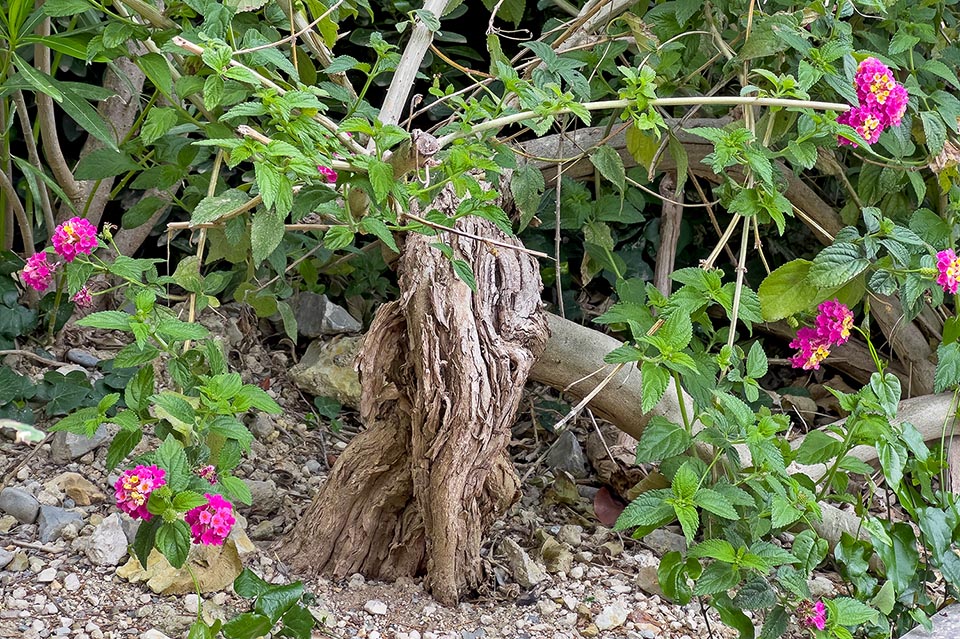 Old specimen with a particularly developed unusual basal trunk, if we think that the inflorescences have a 4 cm diametre 