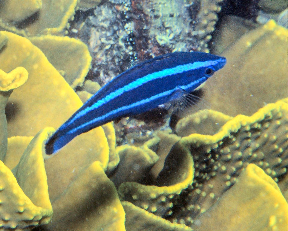 Larabicus quadrilineatus, Labridae Larabicus quadrilineatus, Labridae