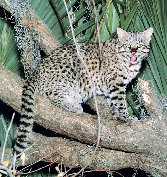 Leopardus guigna, Felidae, kodkod