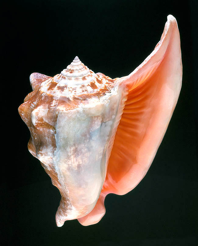 Lobatus Peruvianus Monaco Nature Encyclopedia Lobatus Peruvianus Monaco Nature Encyclopedia