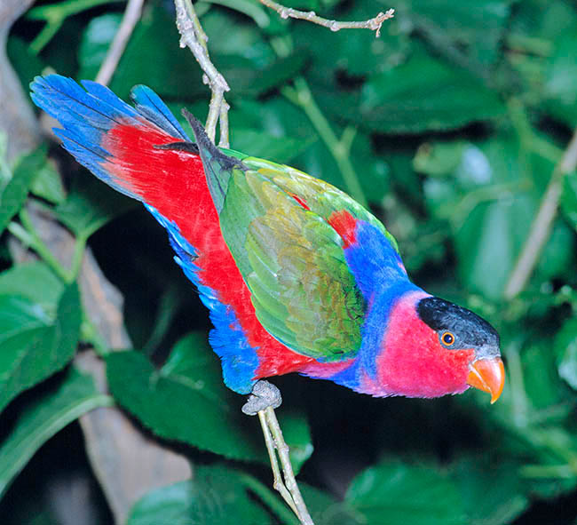 Lorius lory, Lori tricolore, Psittacidae