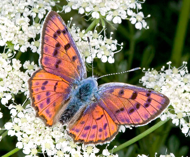 Lycaena alciphron, Lycaenidae