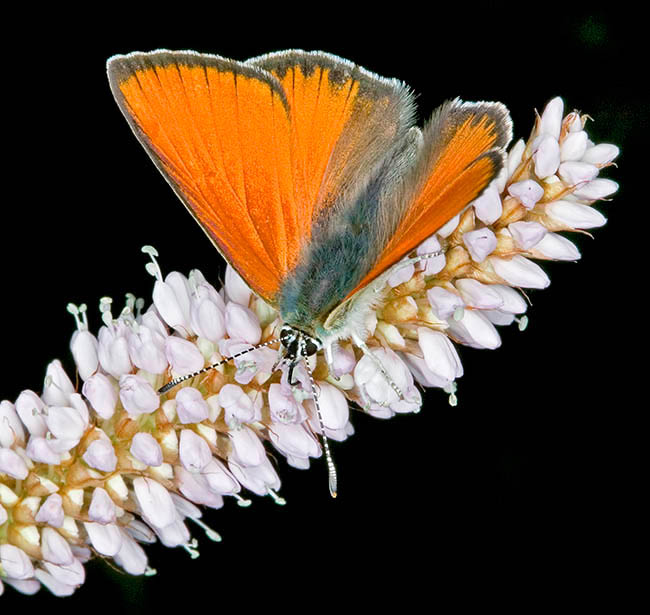 Lycaena hippothoe, Lycaenidae