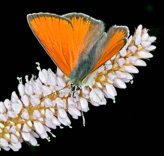 Lycaena hippothoe, Cuivré écarlate, Argus satiné changeant, Lycaenidae