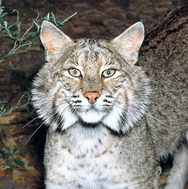 Lynx rufus, Felidae, lince rojo