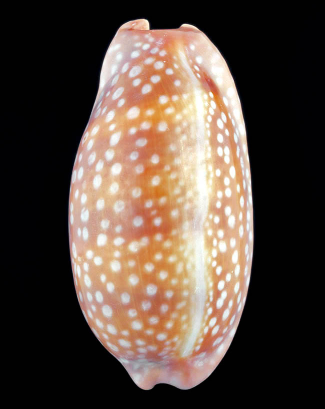 Macrocypraea cervinetta, Cypraeidae