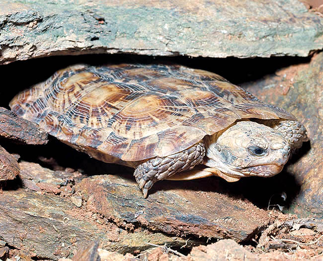 Malacochersus tornieri, Testudinidae, Pancake Tortoise